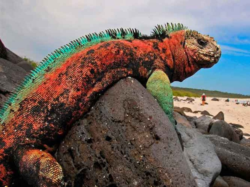 galapagos-islands
